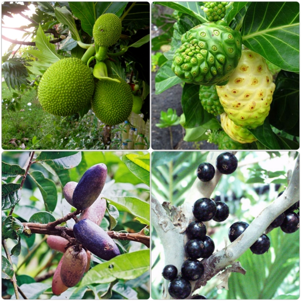 exotische bäume exotisch früchte liste verschiedene arten