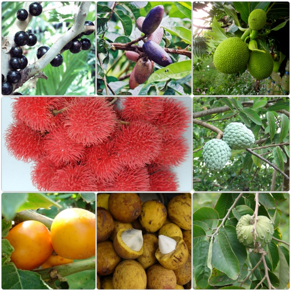 exotische bäume exotische früchte liste