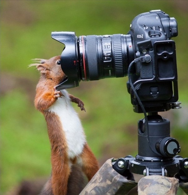 fotokamera hd professionell wildtiere
