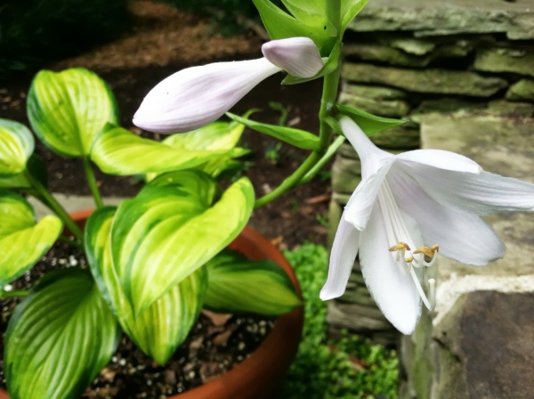Funkien Pflanzen toll für den Garten und für die Küche