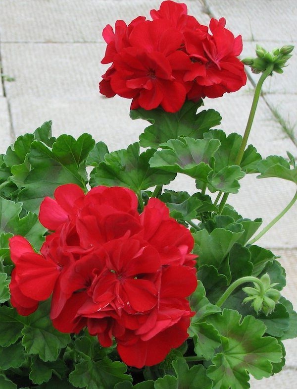 garten geranium pflanze rote blüten