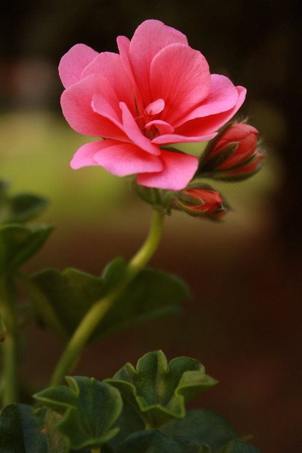 garten pflanzen geranium blüte rosa