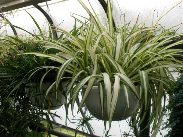 schöne dekoideen Chlorophytum hängekorb zimmerpflanzen 