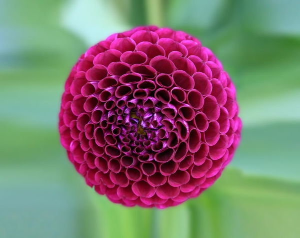geometrische formen dahlia blüte violett