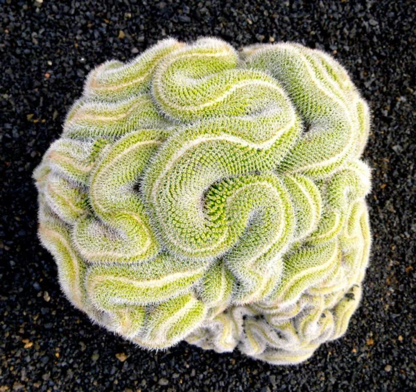 geometrische formen kaktus