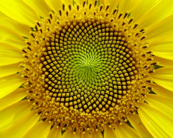 geometrische formen sonnenblume blüte