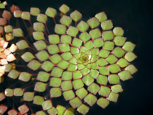 geometrische formen wasserpflanze ludwigia sedioides Sedum ähnliche Ludwigie