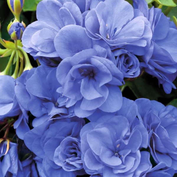 geranium blaue blüten schöne zimmerpflanze