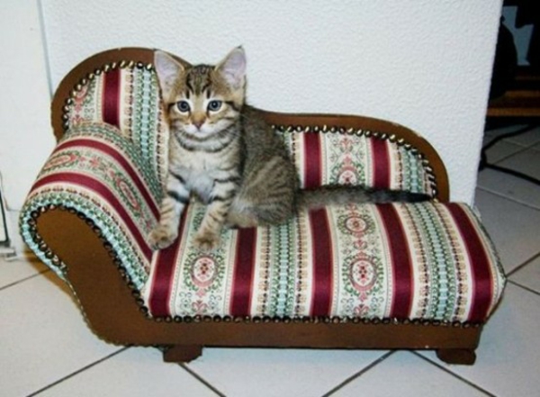 haus katzen verwöhnen katzen möbel bett schickes sofa