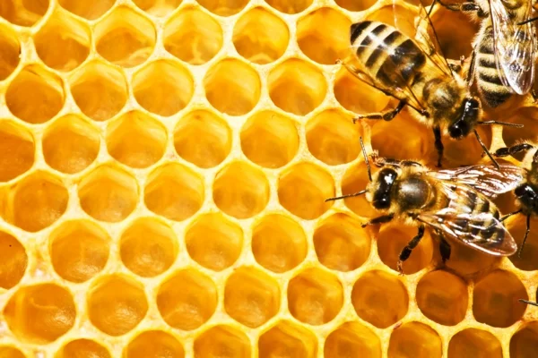 ist honig gesund honigwabe bienen