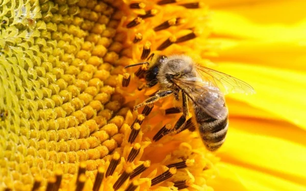 ist honig gesund pollen nektar sammeln bienen
