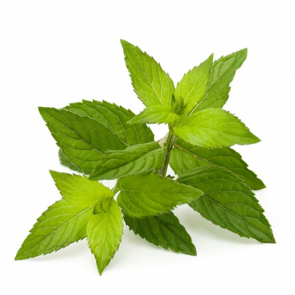 kuchen ohne stevia pflanze grün frisch