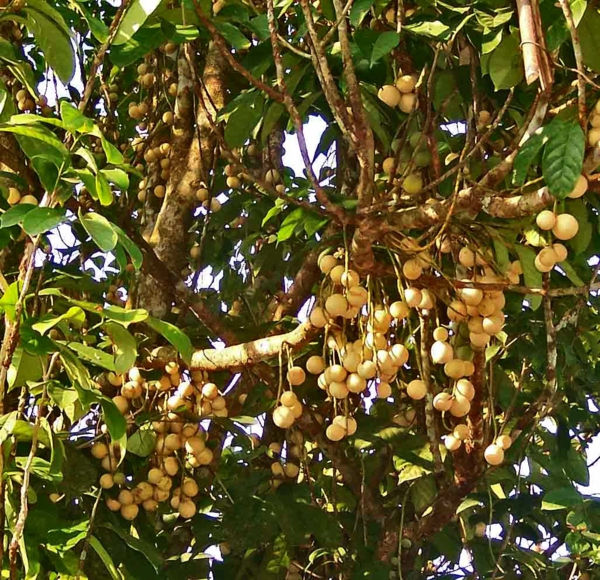 lansibaum exotische bäume exotische früchte liste