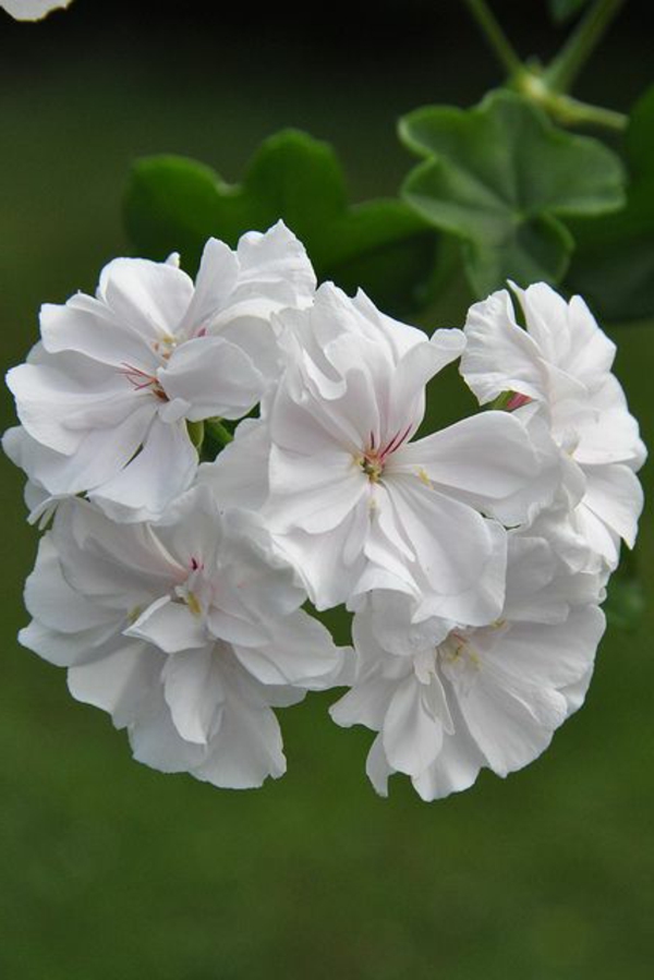 pelargonien garten pflanzen weiße blüten
