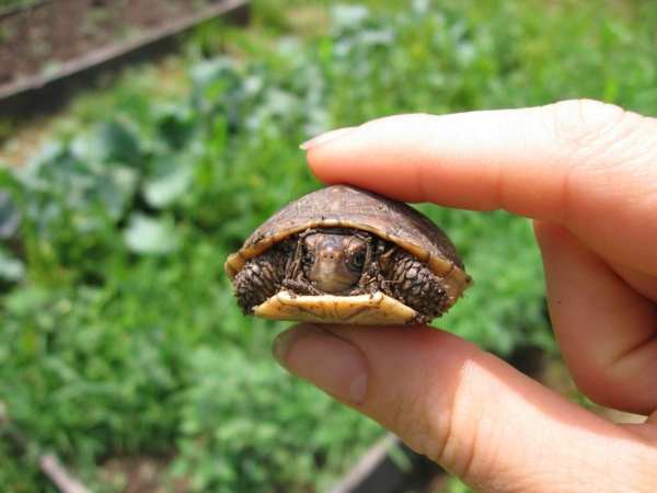 Schildkröte als Haustier? Warum denn nicht?