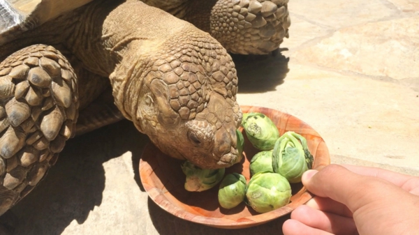 schildkröte als haustier ernähren sich kümmern