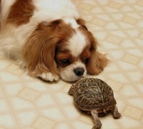 Schildkröte als Haustier? Warum denn nicht?