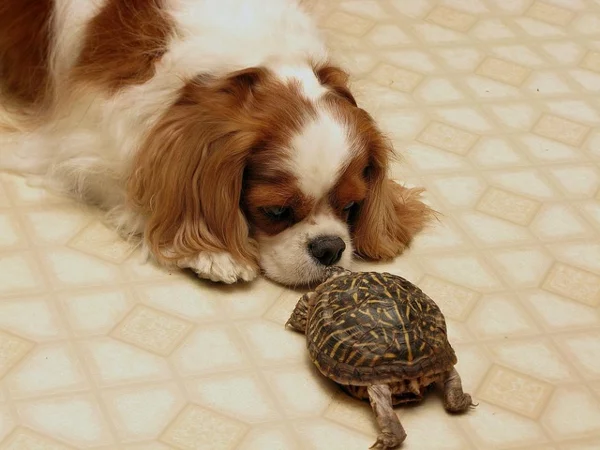 schildkröte als haustier hund freundschaft haustiere