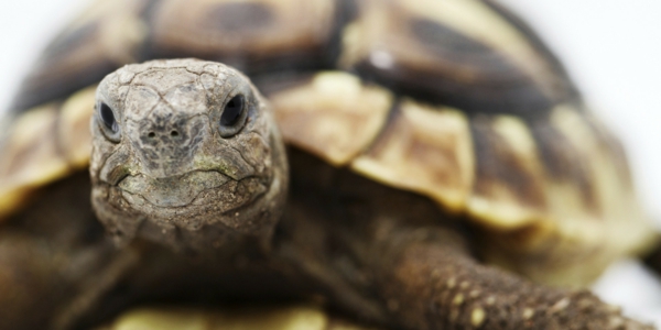 schildkröte als haustier wissenswertes erfahren