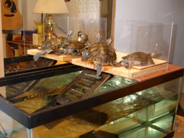 schildkröte haustier aquarium haustiere pflege