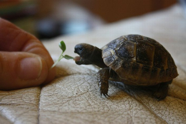 schildkröte haustier ernähren pflege information