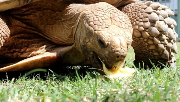 schildkröte haustier grass essend haustiere lifestyle