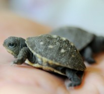 Schildkröte als Haustier? Warum denn nicht?
