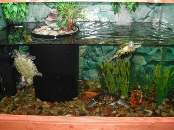 schildkröte haustier wasser aquarium haustiere pflege