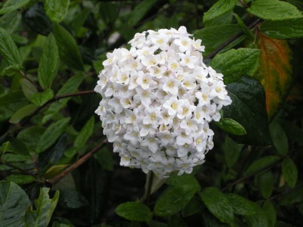 schöne dekoideen viburnum blüte weiß