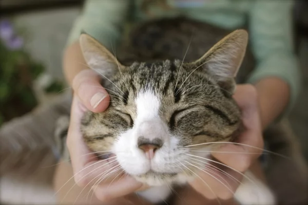 tiertherapie katze tiergestützte therapie kinder und tiere