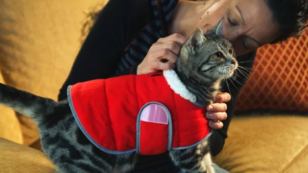 tiertherapie mit katze tiergestützte therapie kinder und tiere