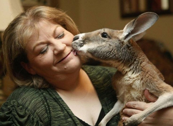 tiertherapie tiere als therapie känguru