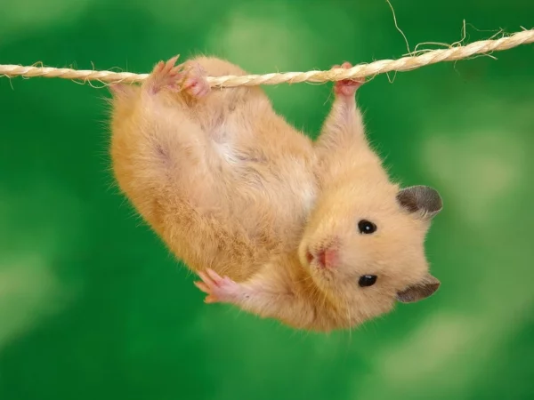 wow haustiere hamster klettern