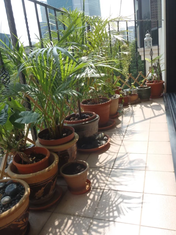 balkonbepflanzung exterieur ideen pflanzen balkon