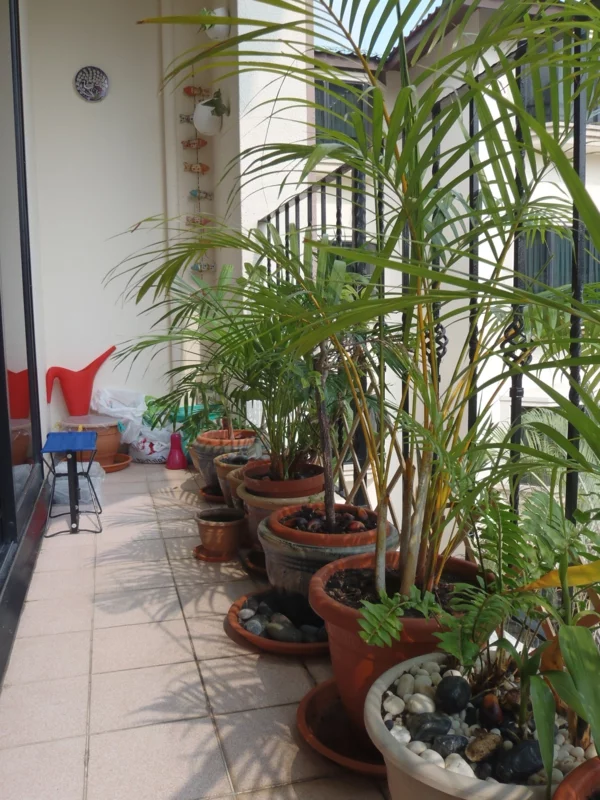 balkonbepflanzung hohe pflanzen balkon gestalten singapur stil