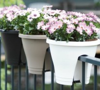 Gänseblümchen als Balkonpflanze – Den Balkon schöner machen