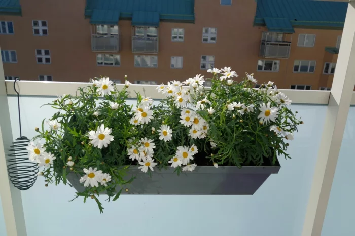  balkonpflanzen balkon gestalten gänseblümchen