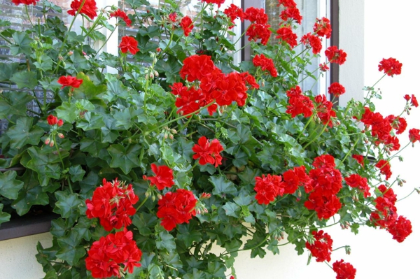 balkonpflanzen geranien züchten rote blüten