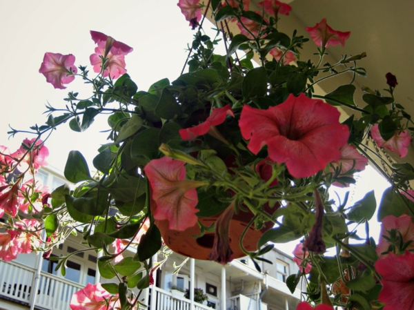 balkonpflanzen petunien hängend balkon gestalten