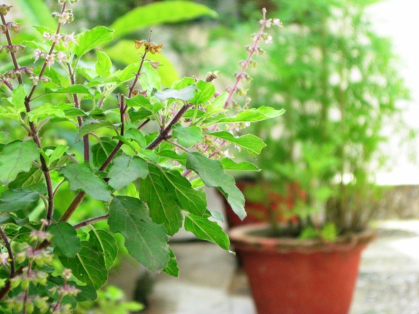 basilikum tulsi für langes leben kräuter und heilpflanzen