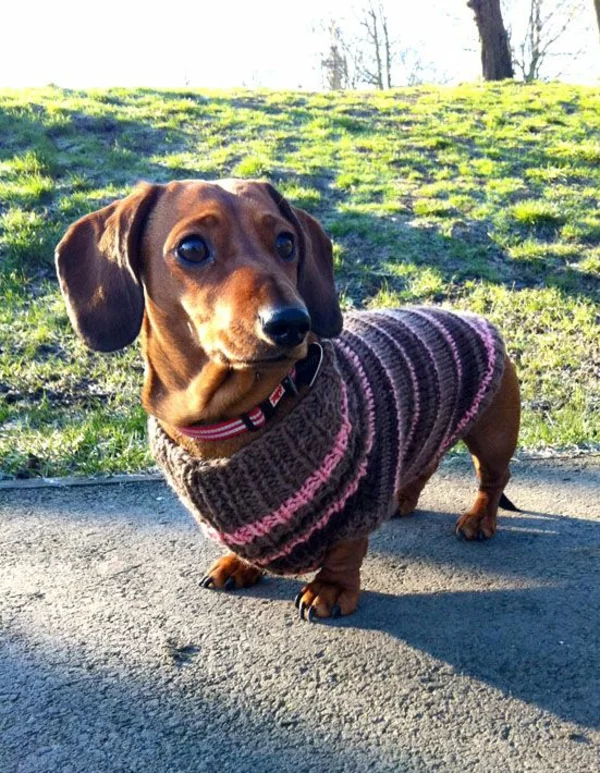 Dackel warm anziehen Hundepullover selber stricken Ideen rosa Streifen