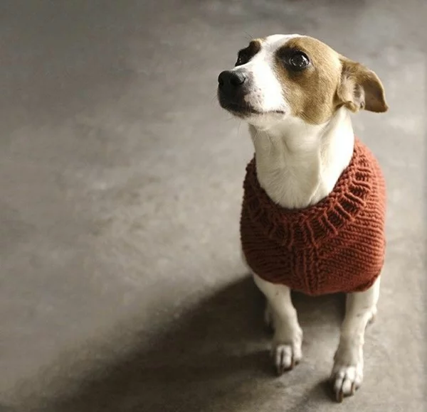 Hundepullover selber stricken Accessoires braune Wolle Vierbeiner warm anziehen