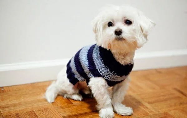 DIY Projekte Hundepullover selber stricken blaue Streifen kleiner weißer Hund