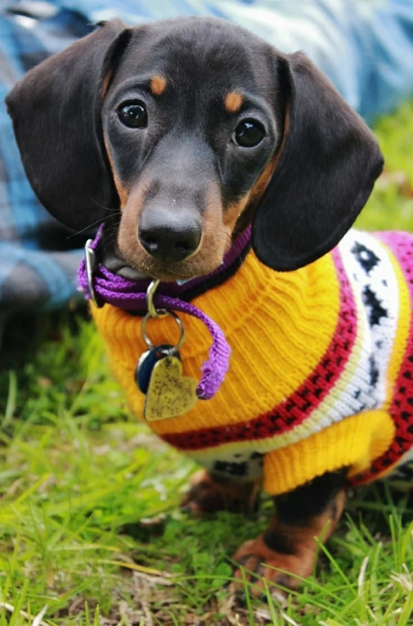 Hundepullover selber stricken DIY Projekte Haustiere gelber Pulli Dackel warm anziehen