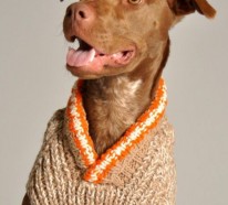Hundepullover selber stricken oder aus einem alten Pulli basteln
