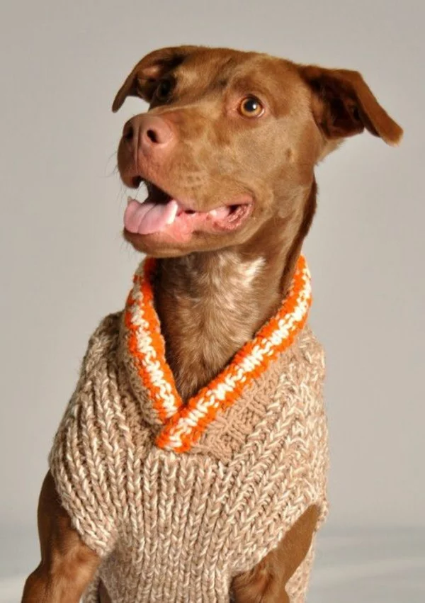 diy projekte hundepullover selber stricken mit kragen in Hellbraun warm aus Wolle