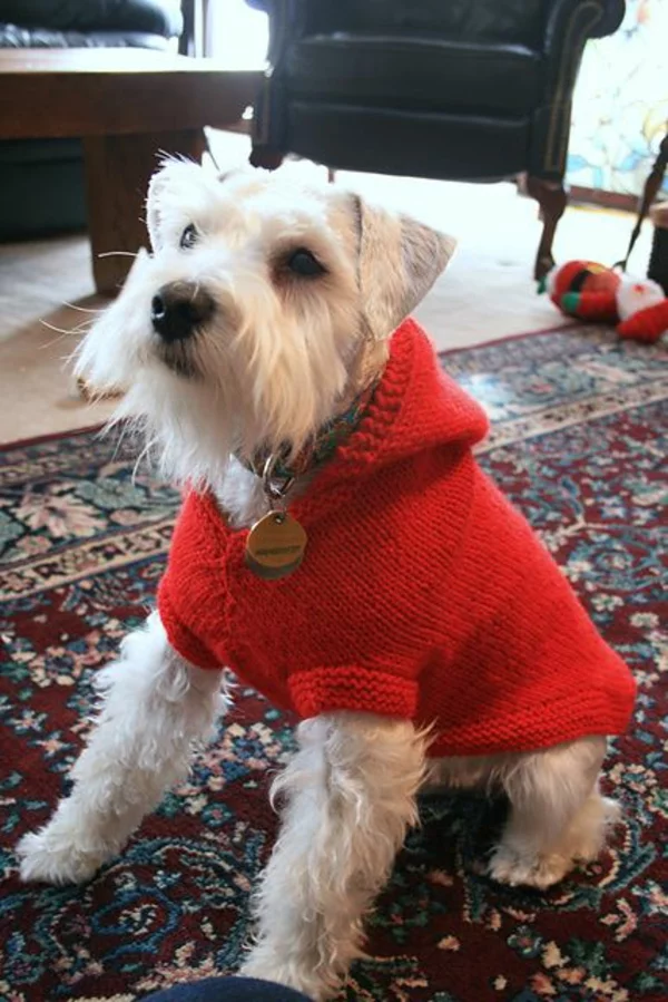 Hundepullover selber stricken aus altem Pulli machen rot mit Kapuze
