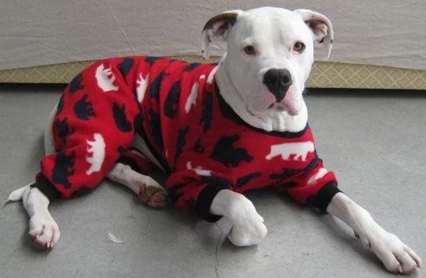 Hundepullover selber stricken Schlafanzug in Rot aus warmem Stoff