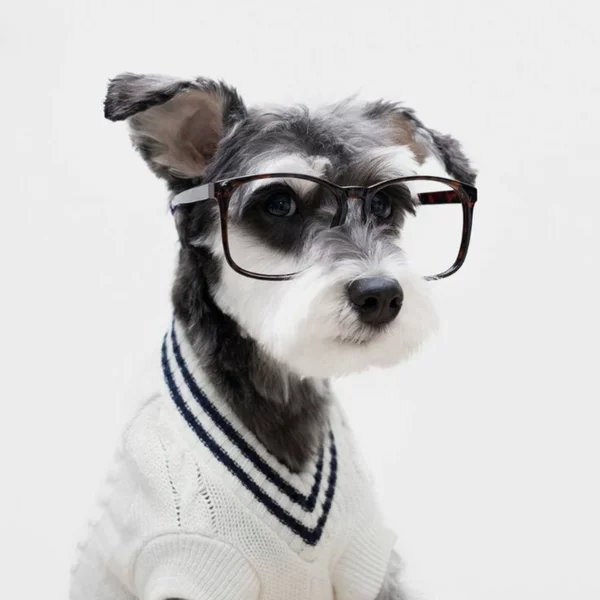 diy projekte hundepullover selber stricken aus altem Pulli basteln Hund mit Brille 
