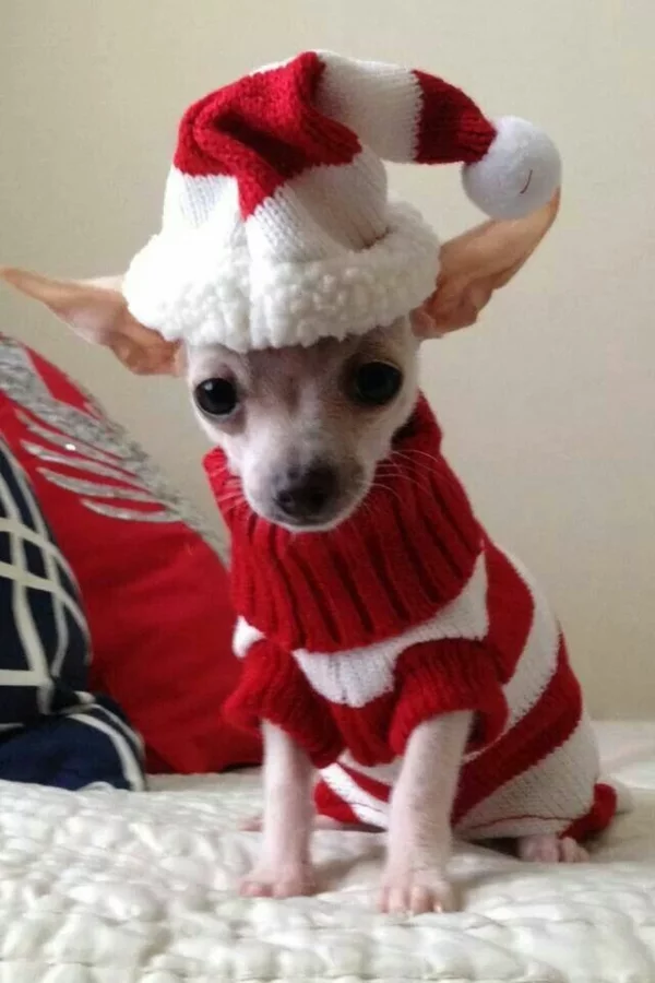 DIY Projekte Hundepullover selber stricken zu Weihnachten in rot und weiß mit Hut